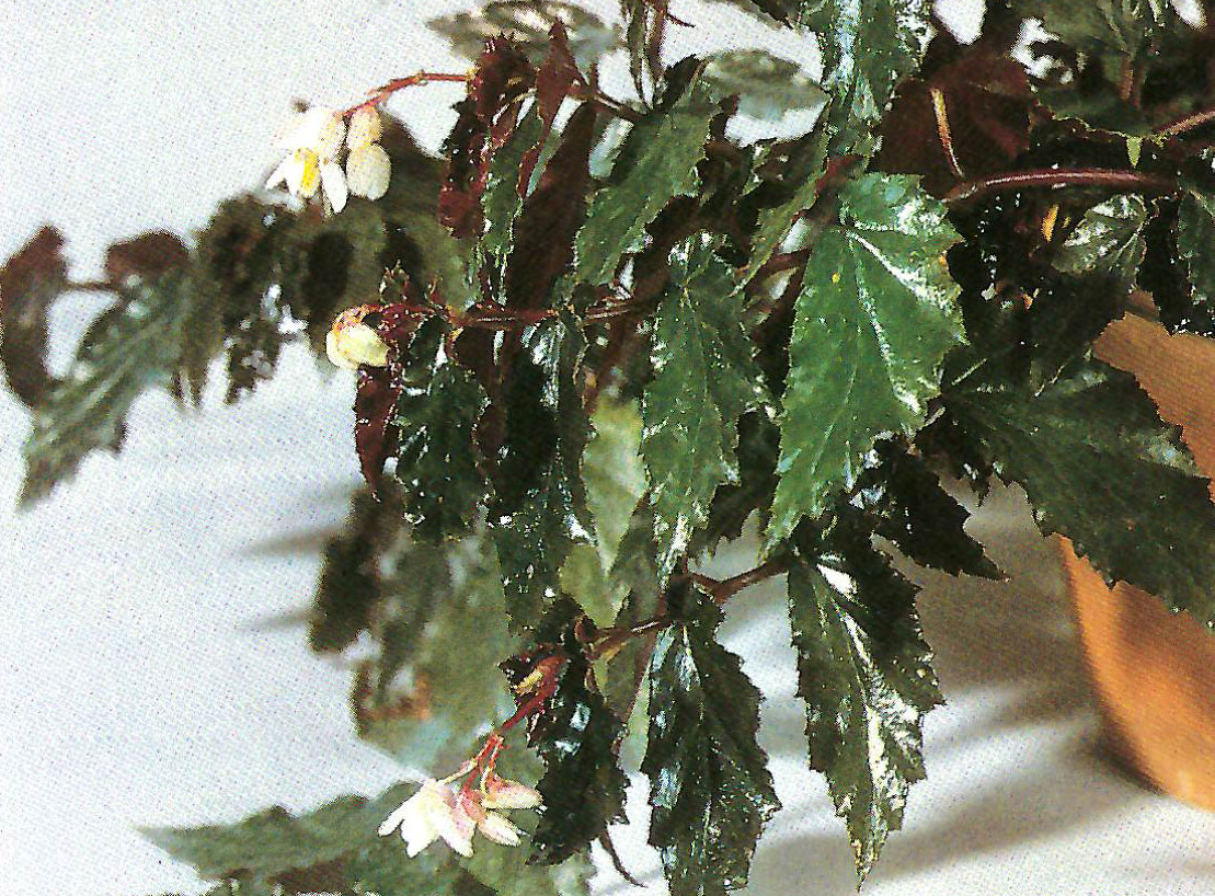 B. ‘Red Reuben’